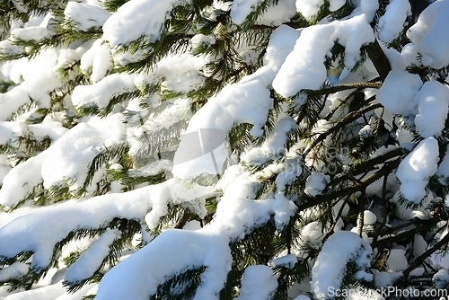 Image of fir branches covered with snow