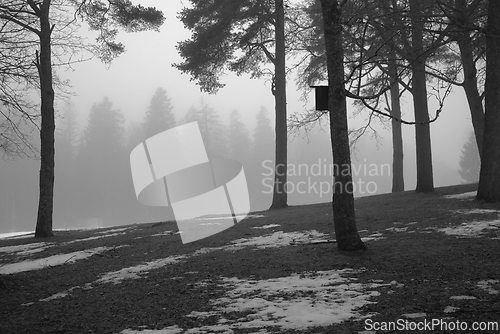 Image of park in the fog in early spring