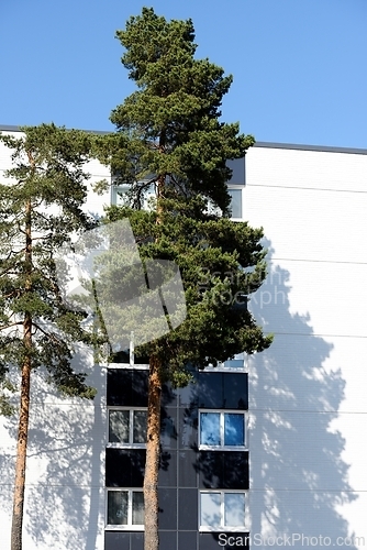 Image of two pine trees next to a residential building