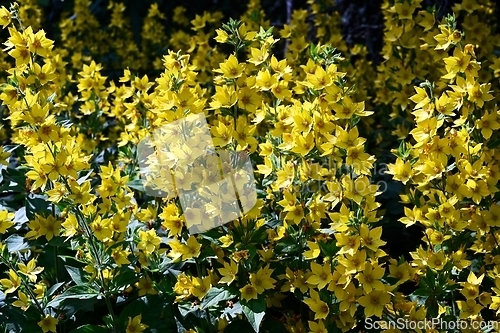 Image of beautiful yellow loosestrife flowers