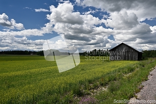 Image of view of agricultural field and barn in summertime
