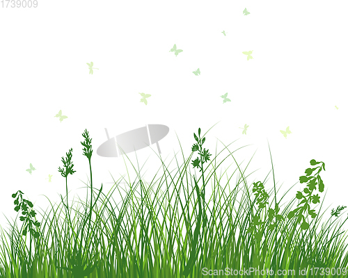 Image of Green Grass Meadow