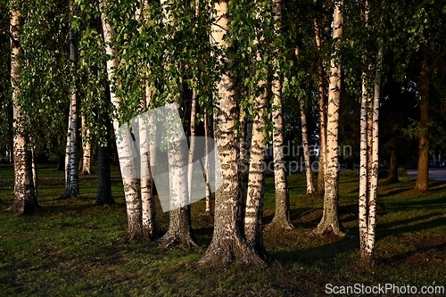 Image of birch park illuminated by the light of the setting sun