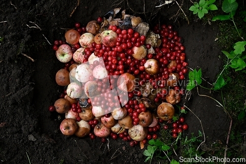 Image of rotten apples and cherries in the compost 