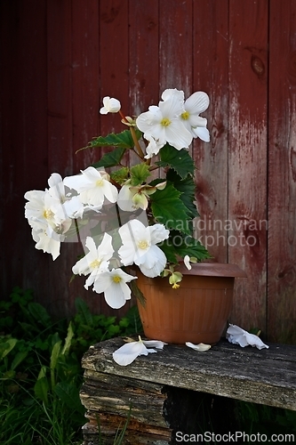 Image of blooming begonia in a pot against the background of the red wall
