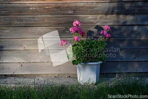 Image of blooming garden pelargonium in the rays of the evening sun