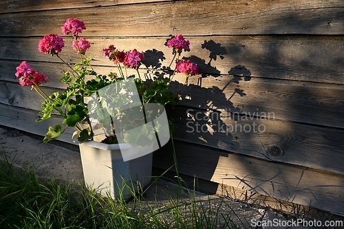 Image of blooming garden pelargonium in the rays of the evening sun