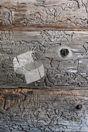 Image of texture of the old wood damaged by woodworm