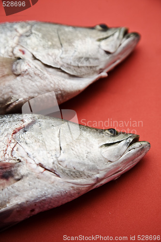 Image of Two fish
