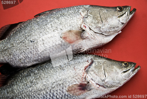 Image of Two fish
