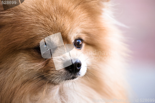 Image of Pomeranian dog
