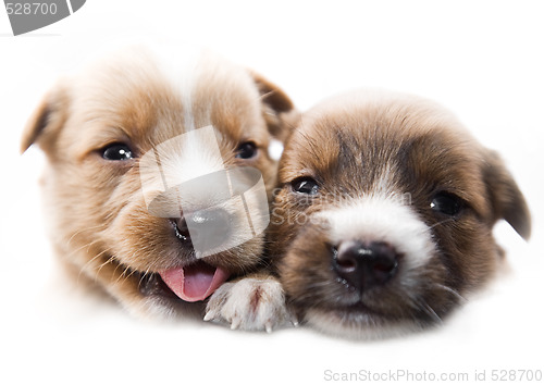 Image of Cute puppies