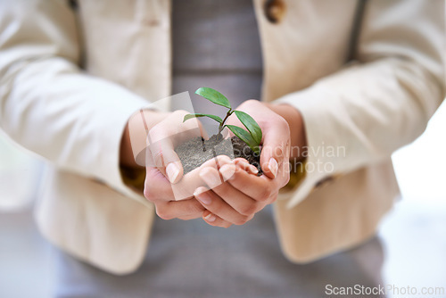 Image of Hands, plant or woman with leaf for green business, soil or agriculture, startup or economy growth closeup. Sustainability, future or entrepreneur zoom with accountability, funding or ngo support