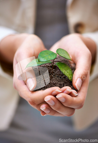 Image of Plant, hands or woman with leaf for green business, soil or agriculture, startup or economy growth closeup. Sustainability, future or entrepreneur zoom with accountability, funding or ngo support