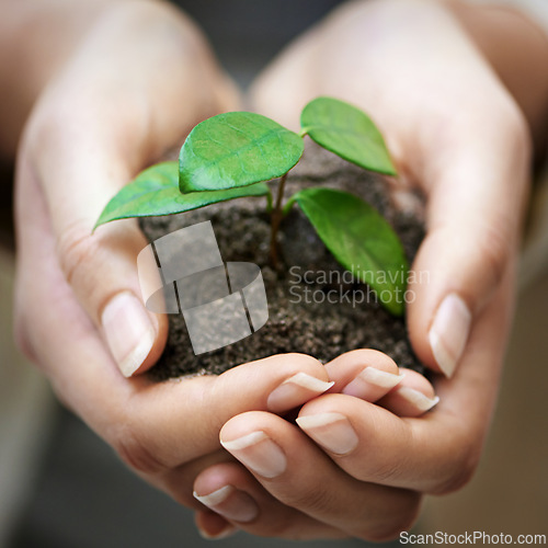 Image of Hands, soil and woman with plant for earth day, future or eco business, funding or support closeup. Recycle, sustainability or female volunteer with leaf growth for agriculture, climate change or ngo