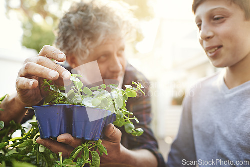 Image of Gardening, plants and grandpa teaching child on greenery growth, development and environment. Agro, eco friendly and boy kid learning horticulture with senior man outdoor in backyard for hobby.