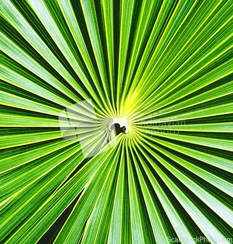 Image of Palm Tree Background