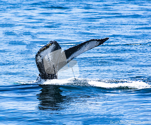 Image of Tail of Humpback Whale