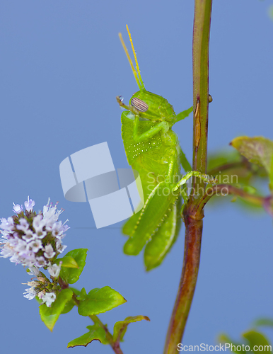 Image of Egyptian Grasshopper washing with Drop Dew