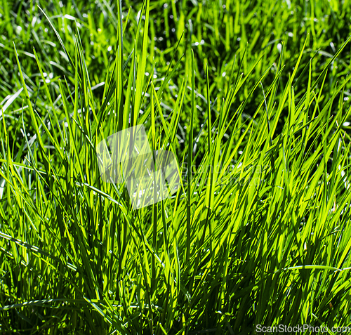 Image of Colorful Green Grass
