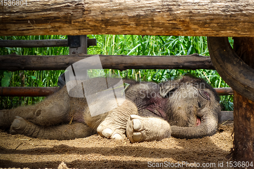 Image of Baby elephant in protected park, Chiang Mai, Thailand