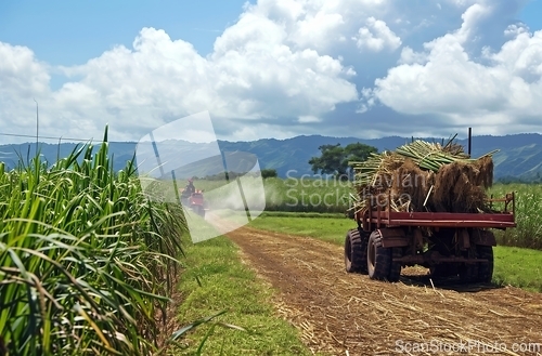 Image of Agricultural labor in sugar cane fields