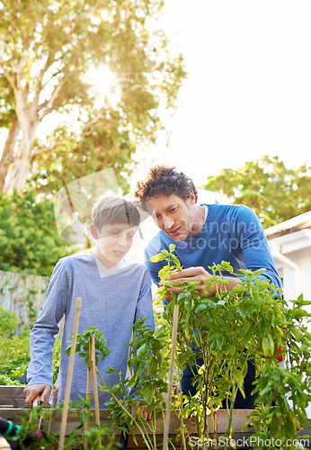 Image of Backyard, man and kid in garden with plant for growth, teaching and support for inspection of vegetables. Dad, boy and farming outdoors for food, hobby and sustainable production in Australia
