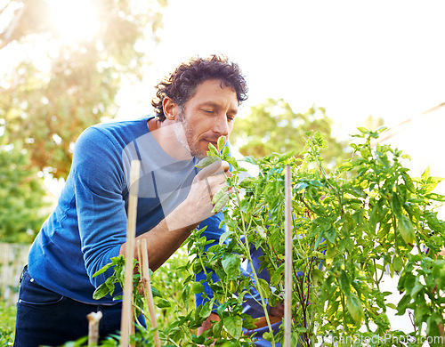 Image of Man, inspection and work in garden with plant for growth, development and nurture of vegetables. Male person, nature and farming outdoors for hobby, food and sustainable production in Australia