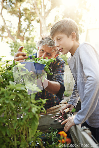 Image of Gardening, plants and child learning with grandfather on greenery growth, development and environment. Agro, eco friendly and senior man teaching boy kid horticulture outdoor in backyard for hobby.