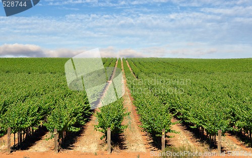 Image of grape vines