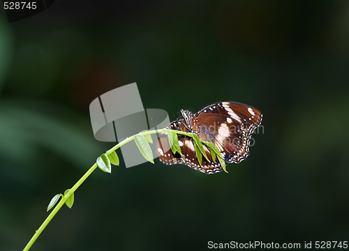 Image of butterfly