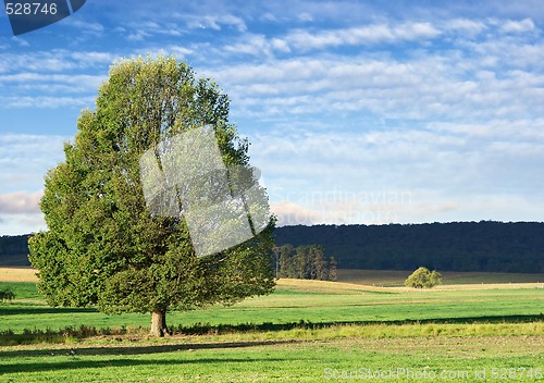 Image of landscape tree