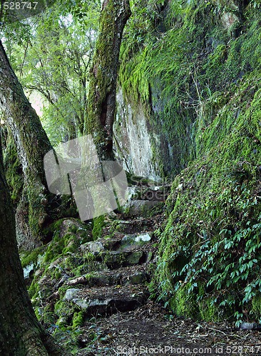 Image of path through the rainforest