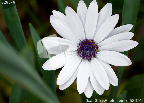 Image of perfect daisy flower