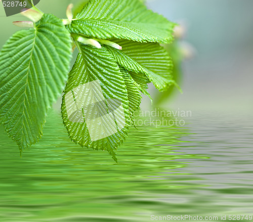 Image of green leaves