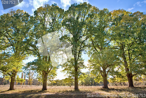 Image of five tall trees