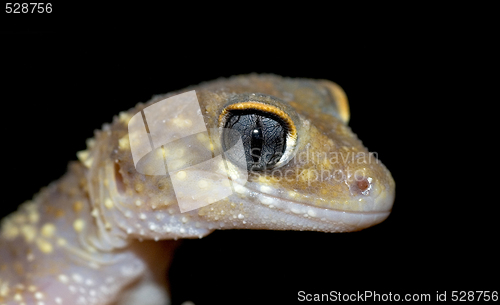 Image of gecko on black