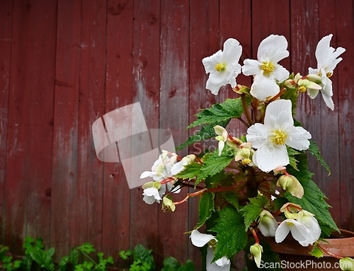 Image of blooming begonia in a pot against the background of the red wall