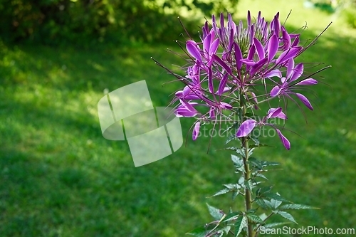 Image of beautiful blooming cleome hasslera 