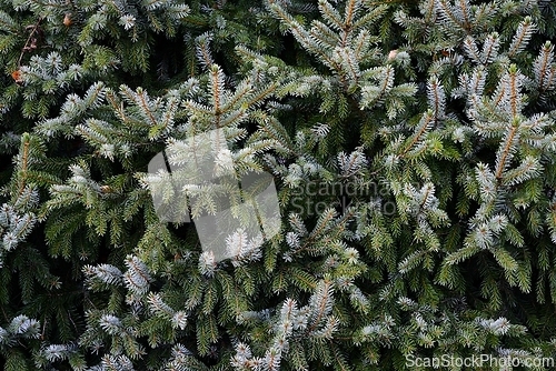 Image of spruce branches fill the full frame