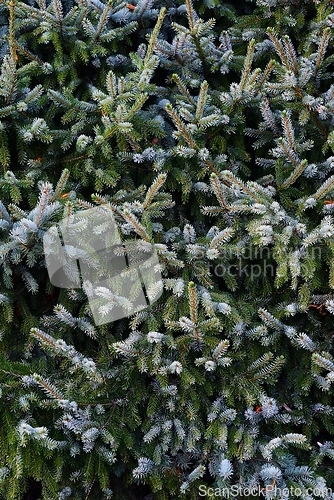 Image of spruce branches fill the full frame