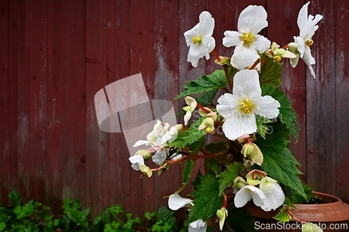 Image of blooming begonia in a pot against the background of the red wall