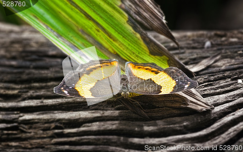 Image of butterfly
