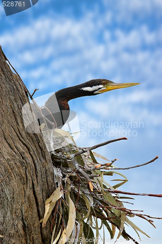 Image of pied cormorant