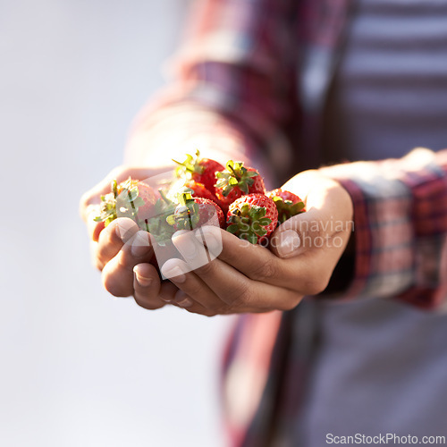 Image of Strawberry, closeup and person with nutrition, hands and harvest with sustainability and agriculture. Finger, farmer and vegan with fruit and wellness for health and diet with vegetarian gardener