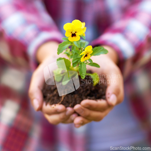 Image of Person, hands and soil with flower or plant in growth, agriculture or nurture of nature or sprout. Closeup of farmer or harvester with natural stem, bloom or yellow petals from seed in outdoor garden