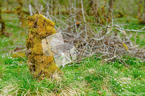 Image of Enigmatic moss-covered formation standing in a verdant forest cl