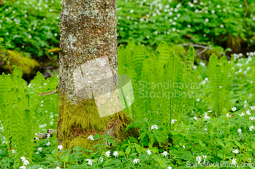 Image of Enchanted forest clearing with lush ferns and blooming anemones 