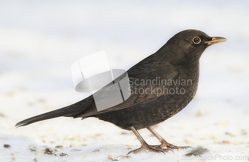 Image of Bird, snow and nature with winter, ice and wildlife for ornithology and birdwatching. Blackbird, closeup and animal. with feather, wings and frost in habitat outdoor for food and europe fauna