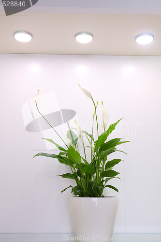 Image of Peace lily